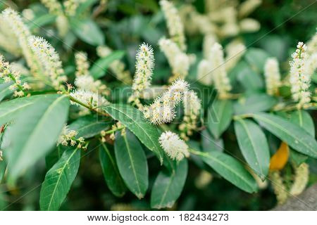 Flowering laurel cherry. Evergreen bush in spring