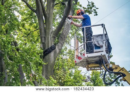 Workers fell the more than 500 year old Emperor Beech