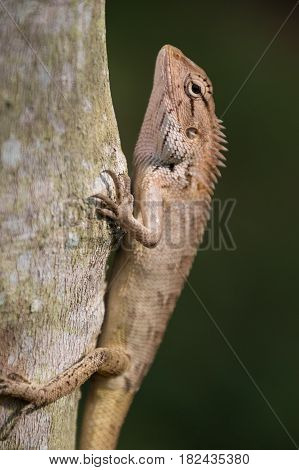 Asian Lizard climbing a tree in the tropics of Thailand