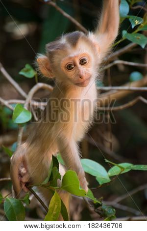 A wild baby monkey climbing in a tree in Thailand