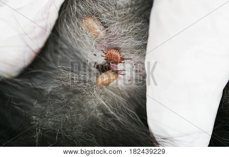 a lot of nasty dangerous insects mites hurt stared at the dog and greedily drink the blood