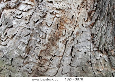 Old tree trunk with holes from woodworm and woodpecker. Brown wooden background in a rustic style.