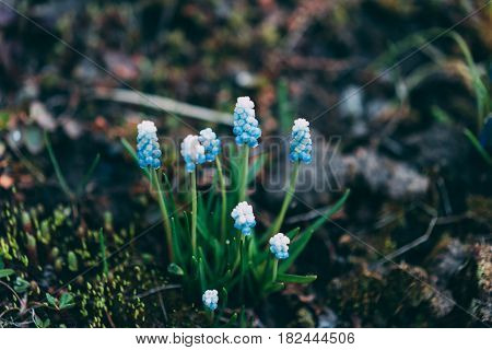 Spring Flowering Muscari Valerie Finnis