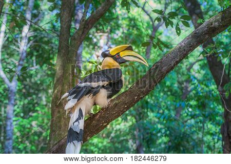 Hornbill On The Tree