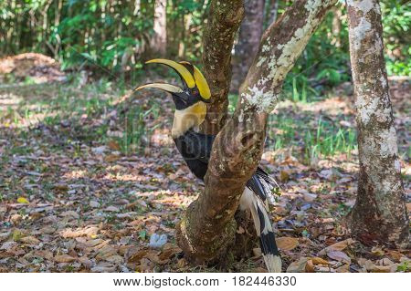 Hornbill On The Tree