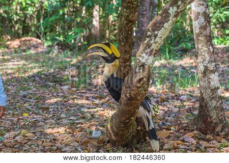 Hornbill On The Tree