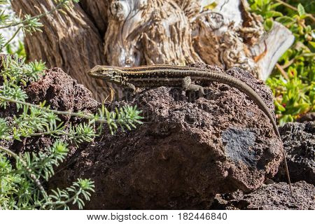lizard sitting on stone - small lizard reptile