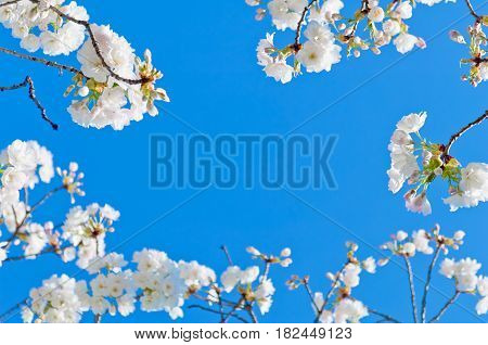 Cherry Blossom, Prunus Serrulata, Full Bloom