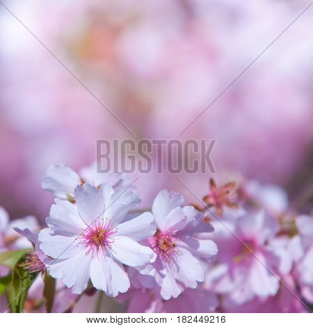 Cherry Blossom, Prunus Serrulata, Full Bloom