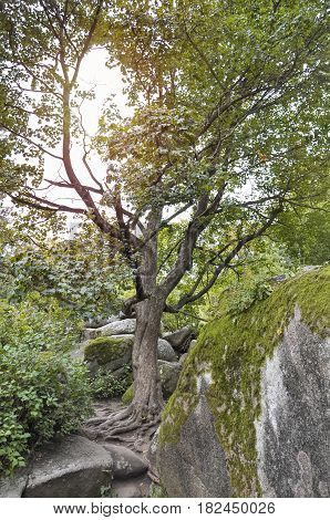 Nature reserve Sofiyivka Park in Ukraine. Reserve