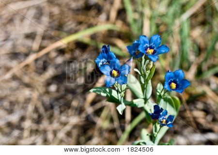Silene azul