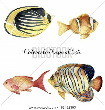 Watercolor tropical fish set. Hand painted Royal angelfish, Butterflyfish, Sea goldie and Clownfish isolated on white background. Underwater animal illustration for design, fabric or print