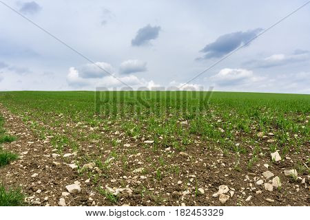 Close-up of a Field in the morning. Cloudy Day. Landscape. Green Farmland.