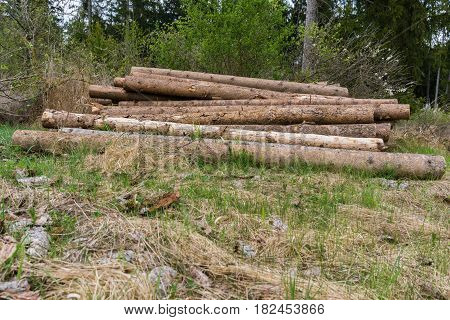 Close-up of Tree Trunks in the Forest. Stacked Tree Trunks. Felled trees. Frestry