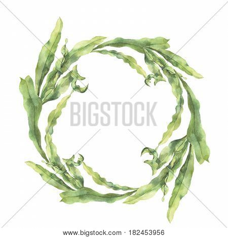 Watercolor wreath with laminaria. Hand painted underwater floral illustration with algae leaves branch isolated on white background. For design, fabric or print