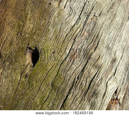 Bee-entrance in the old traditional wooden beehive (bee gum). Wooden surface with a small hole.