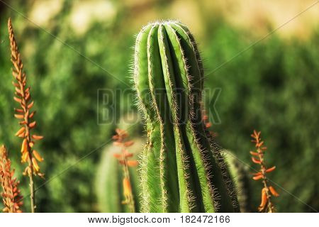 Live green cactus closeup with spines with green background