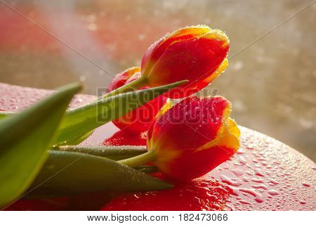 Tulips flower very beautiful view at the spring or summer.
