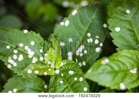Green leaves of the spring plant covered with fallen white tiny petals of the spring flowers. Close-up.