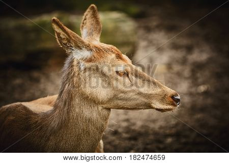 Portrait of Female Elk against Dark Background