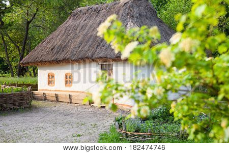 Old traditional Ukrainian house built in wattle and daub technique with thatched roof. Blooming guelder rose (arrowwood viburnum opulus) branch in the foreground.