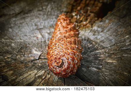 Brown Fir Cone on the Old Stump