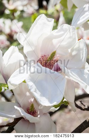 Pale pink magnolia flowers. Spring blossom. Close-up.