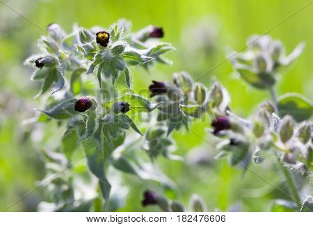 Dark purple nonea (monkswort nonea rossica) flowers. Grayish-green hairy stems leaves and buds. Close-up.