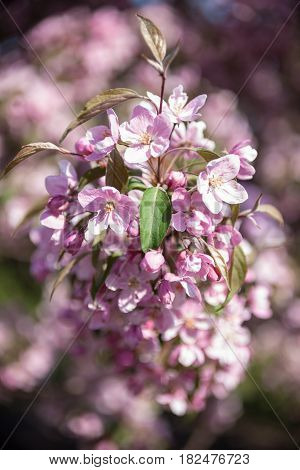 Peach tree blooming branch. Spring blossom. Pink flowers. Close-up.