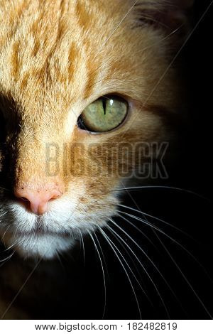 Ginger tom cat with green eyes comes out of the shadows, hunting