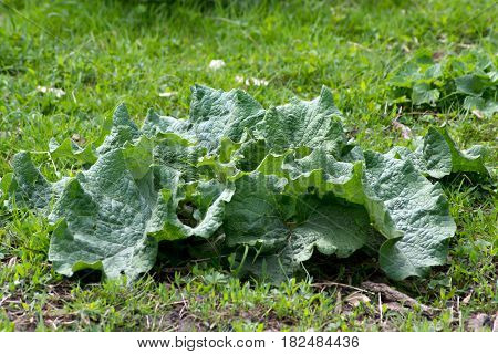 The acanthoides Carduus L. - roadside thistle leaves of spring.