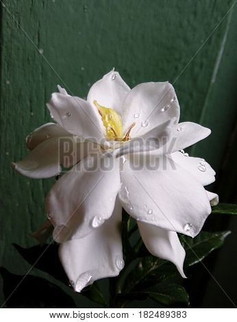 Flor de gardênia com gotas de água