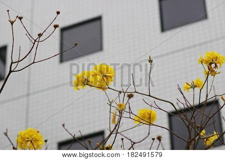 Chrysotricha Flower At Hkust 2017