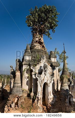 Overgrown Pagoda Ruins Of Indein
