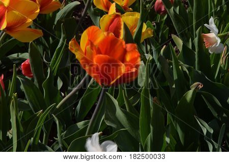 Penn State's botanical gardens, Arboretum, colorful, beautiful,
plants, flowers and trees, completely outdoors