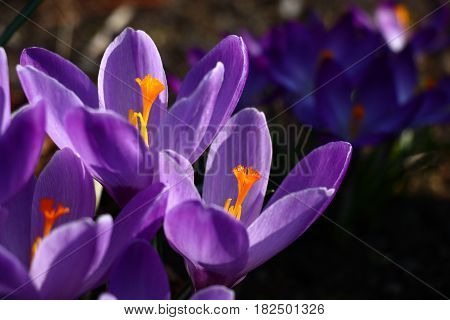 In front shined large violet flowers of crocuses. Behind in a shade small violet flowers of crocuses.