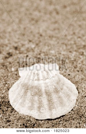 Conchas