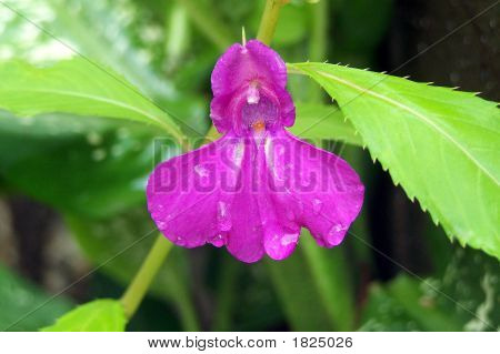 Roze bloem