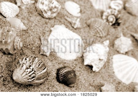 Conchas