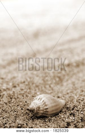 Conchas