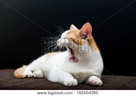 Screaming yawning white cat in studio lights
