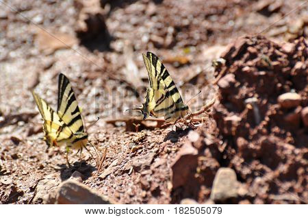 Iphiclides podalirius on the ground. Scarce Swallowtail butterfly taking minerals from ground