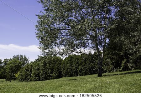 Landscape of a single birch trees with foliage and blue sky in the background in the Nature Park, Laval, Quebec on a sunny day in June.