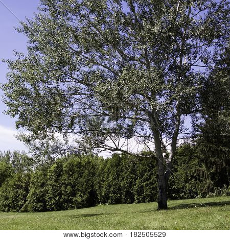 Square view of a single birch trees with foliage and blue sky in the background in the Nature Park, Laval, Quebec on a sunny day in June.