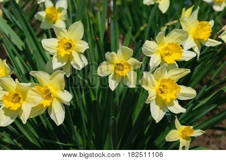 group of narcissus pseudonarcissus commonly known as wild daffodil or Lent lily