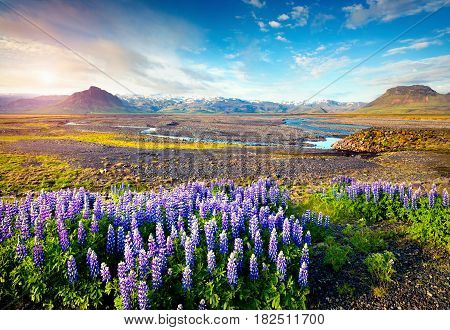 Typical Icelandic landscape with field jf blooming lupine flowers in the June. Sunny summer morning in the south coast of Iceland Euriope. Artistic style post processed photo.