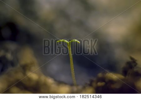 Macro shot of a young sprout and soil