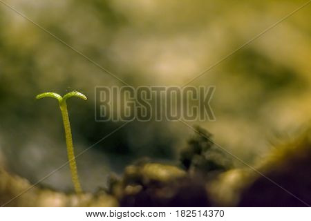 Macro shot of a young sprout and soil