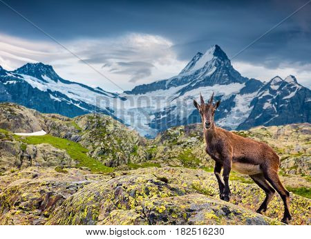 Alpine Ibex (Capra Ibex) on the Wetterhorn mount background. located west of Innertkirchen in the Bernese Oberland Alps. Switzerland Europe.