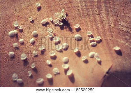 Cherry flowers light petals on wooden cracked background in different color scheme